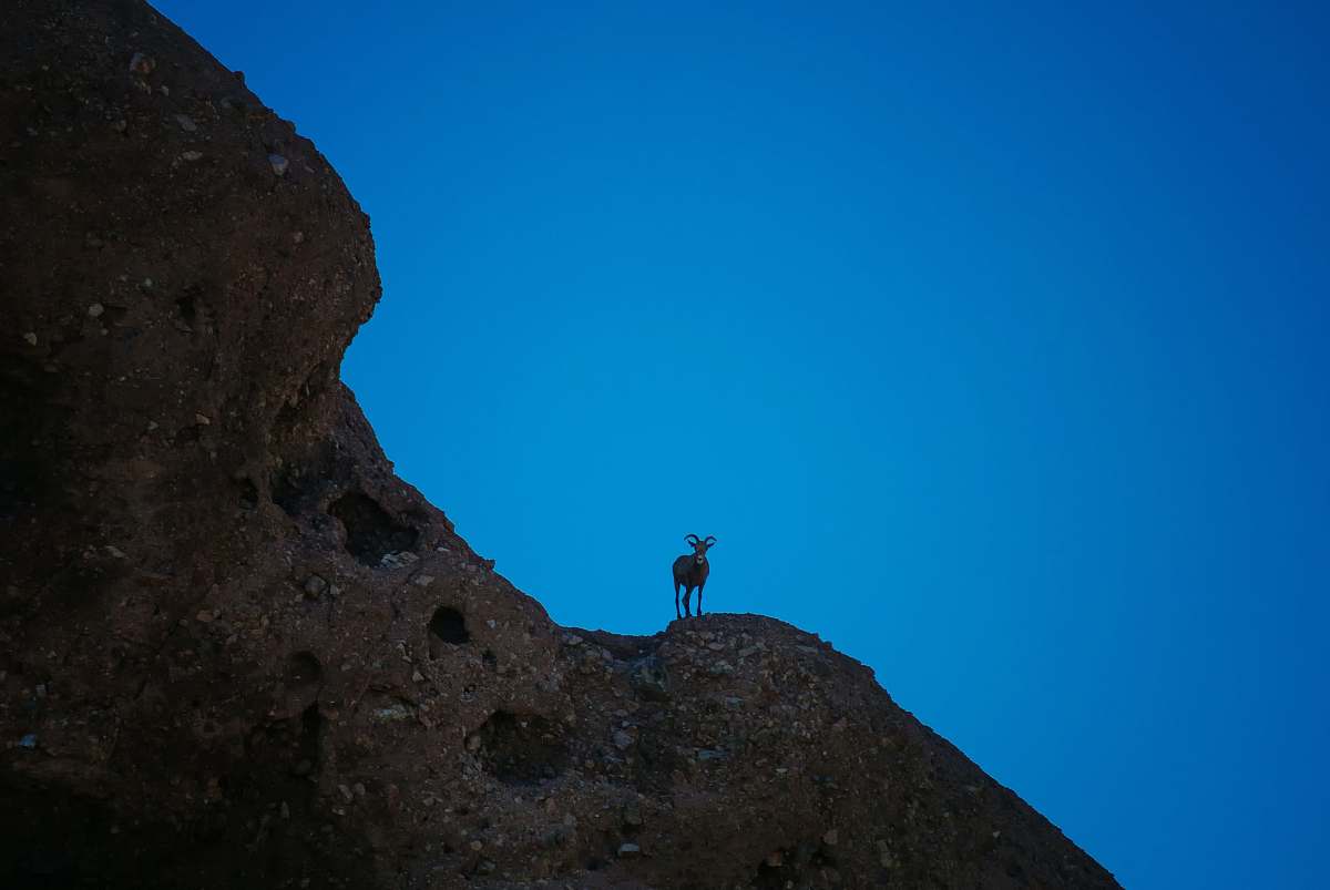 leisure activities animal on hill adventure